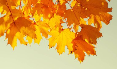 Sonbahar yaprakları güneşte