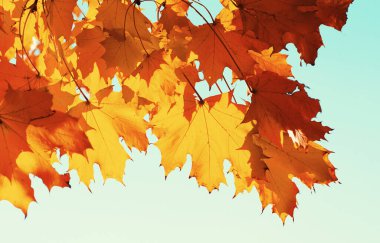 Gökte ve güneşte sonbahar yaprakları