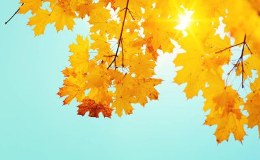 Gökte ve güneşte sonbahar yaprakları