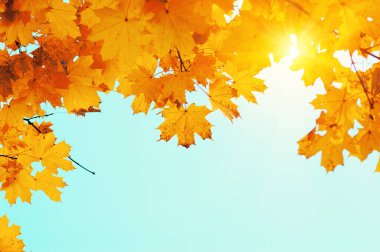 Gökte ve güneşte sonbahar yaprakları