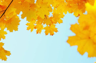 Gökte ve güneşte sonbahar yaprakları