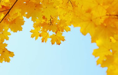 Gökte ve güneşte sonbahar yaprakları