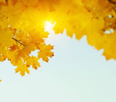 Gökte ve güneşte sonbahar yaprakları