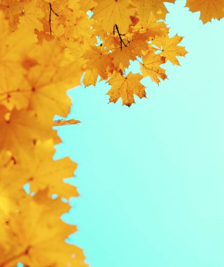 Gökte ve güneşte sonbahar yaprakları