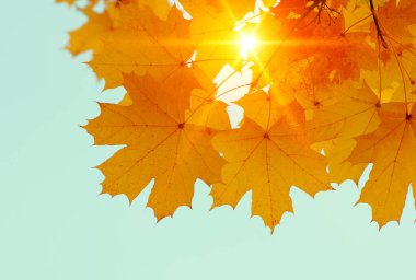 Gökte ve güneşte sonbahar yaprakları