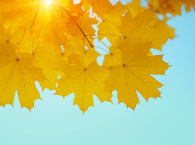 Gökte ve güneşte sonbahar yaprakları