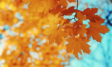 Güneşte sonbahar yaprakları. Sonbahar bulanık arkaplanı.