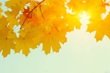 Güneşte sonbahar yaprakları. Sonbahar bulanık arkaplanı.