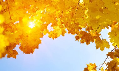 Güneşte sonbahar yaprakları. Sonbahar bulanık arkaplanı.