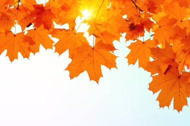 Güneşte sonbahar yaprakları. Sonbahar bulanık arkaplanı.