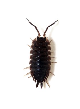 Ahşap bitleri beyaz arkaplanda izole edildi