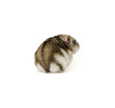 Beyaz tenli cüce hamster.