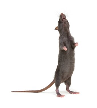 Beyaz arka planda arka ayakları üzerinde duran sıçan