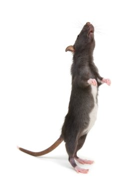 Beyaz arka planda arka ayakları üzerinde duran sıçan