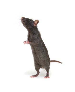 Beyaz arka planda arka ayakları üzerinde duran sıçan