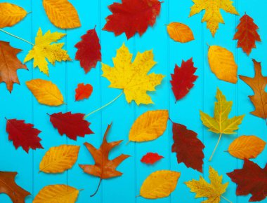  Ahşap mavi arka planda sonbahar yaprakları