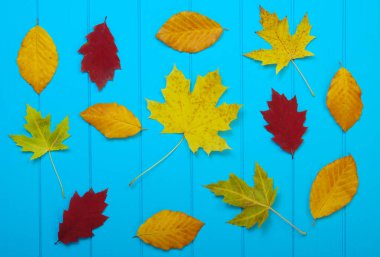  Ahşap mavi arka planda sonbahar yaprakları