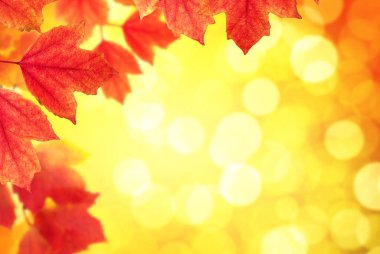  Arka planda sonbahar yaprakları bulanık