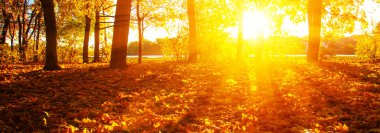  Parkta güneşte sonbahar ağaçları