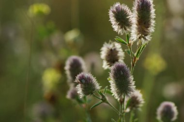 Çiçek açan yaz otları ve yeşil bitkiler