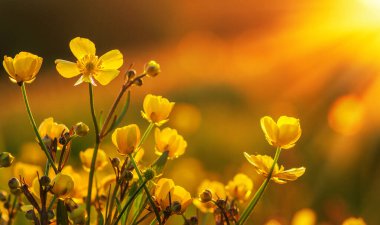 Bahar çiçekleri ve güneş ışığı tarlası