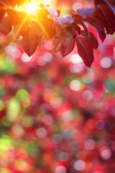 Осіннє Листя Сонці Падіння Розмитого Фону — стокове фото