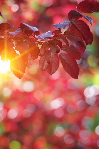 Der Herbst Blättert Der Sonne Verwischter Hintergrund — Stockfoto