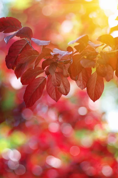 Autumn Leaves Sun Fall Blurred Background — Stock Photo, Image