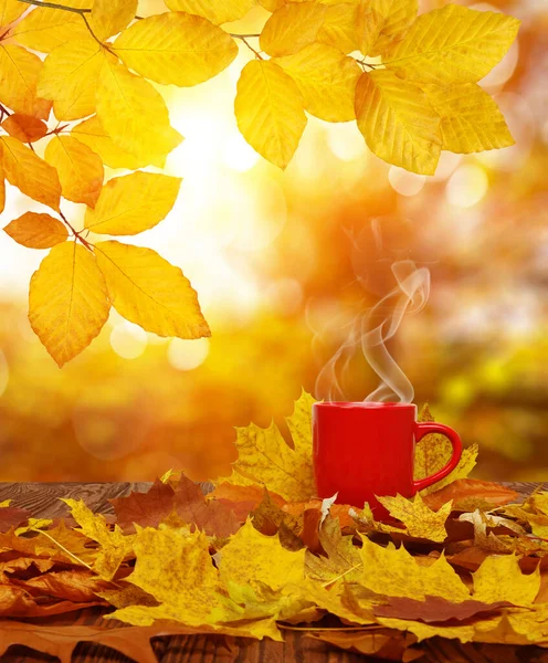Őszi Levelek Vörös Csésze Kávé Napon Elmosódott Fák Őszi Háttér — Stock Fotó
