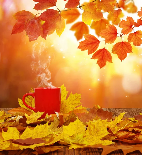 가을에는 나뭇잎이 나오고 햇빛에는 커피가 뿌옇게 있었습니다 — 스톡 사진