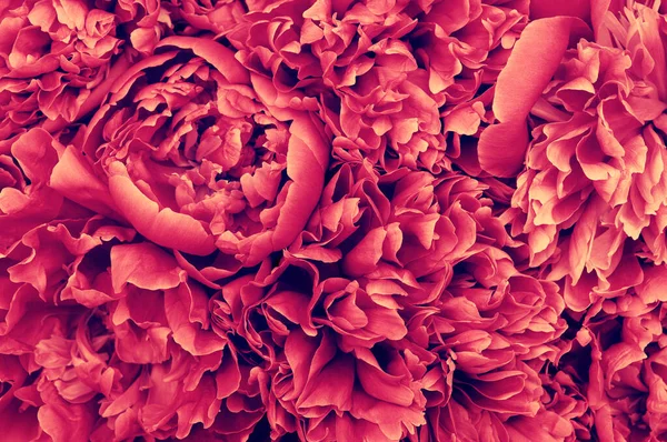 Makro Bunga Musim Semi Latar Belakang Bunga Abstrak — Stok Foto