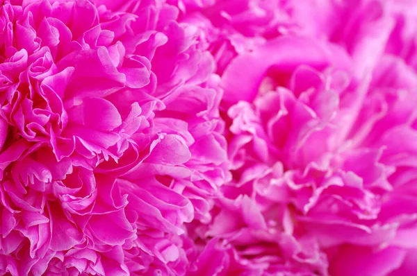 Beautiful Floral Background Pink Peonies — Stock Photo, Image