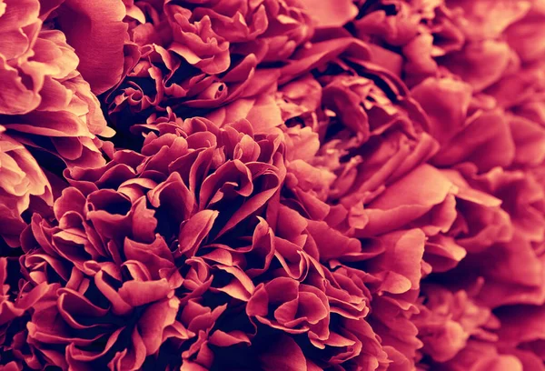 Macro Flores Primavera Fundo Floral Abstrato — Fotografia de Stock