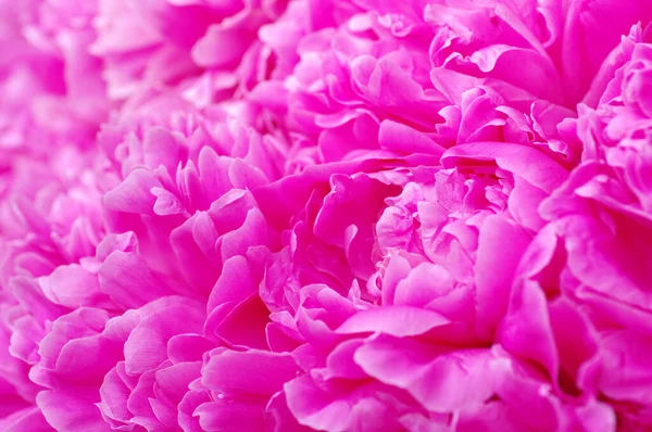 Schöne Florale Hintergrund Aus Rosa Pfingstrosen — Stockfoto