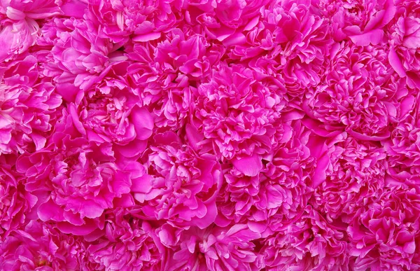 Güzel pembe şakayık çiçeği arka planı