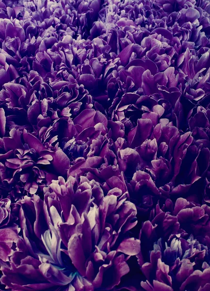 Makro Wiosennych Kwiatów Abstrakcyjne Tło Kwiatowe — Zdjęcie stockowe