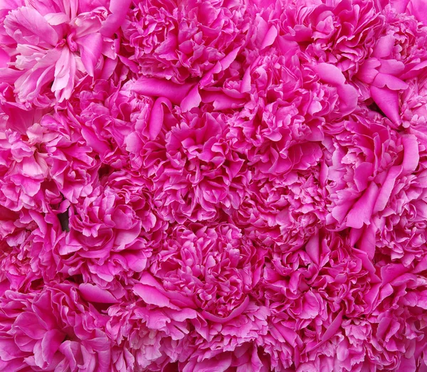 Schöne Rosa Pfingstrose Blume Hintergrund — Stockfoto