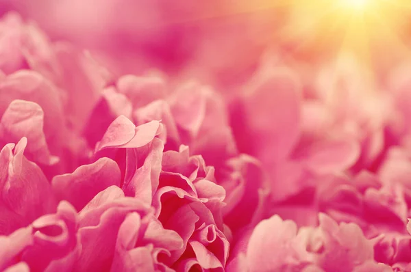 광선을 분홍빛 해바라기 — 스톡 사진