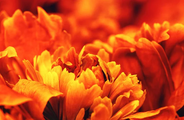 太陽の下でのオレンジの花の抽象花弁 — ストック写真
