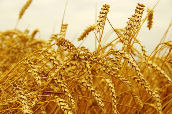 Olgunlaşan Buğday Başaklarının Arka Planı — Stok fotoğraf
