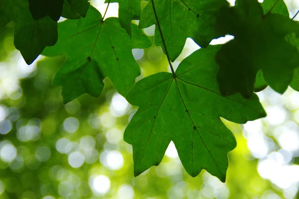 ボケの背景に緑の葉 — ストック写真
