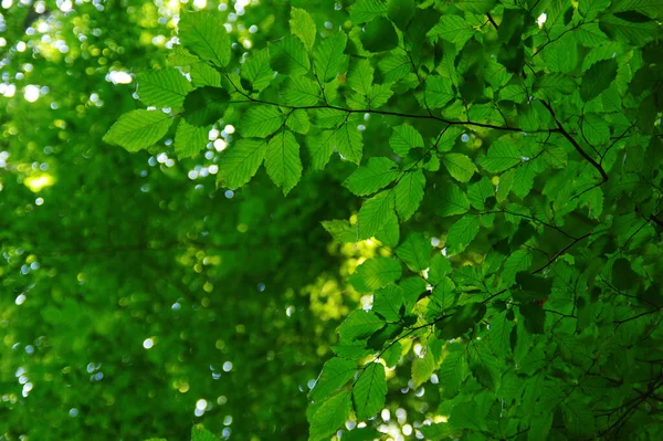 Grüne Blätter Auf Dem Bokeh Hintergrund — Stockfoto