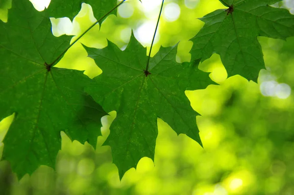 Zielone Liście Tle Bokeh — Zdjęcie stockowe