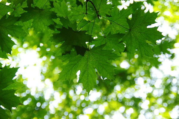 Grüne Blätter Auf Dem Bokeh Hintergrund — Stockfoto