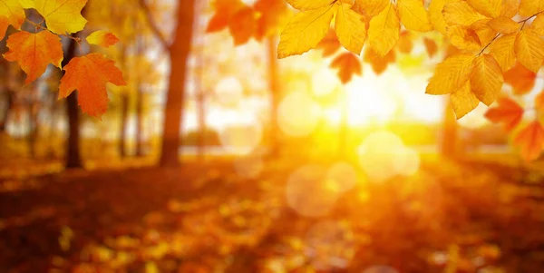 Höstlöv Solen Och Suddiga Träd Fall Bakgrund — Stockfoto