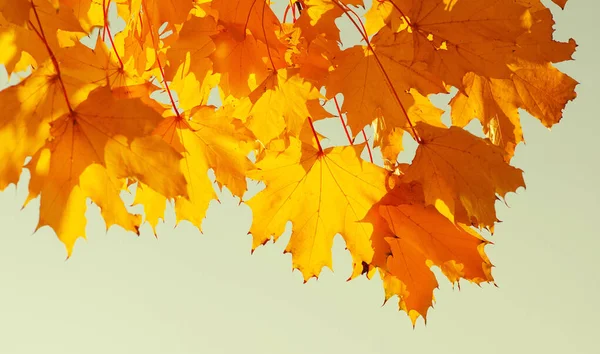 Sonbahar yaprakları güneşte