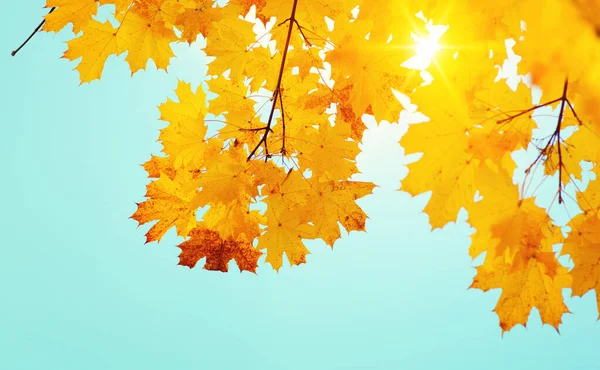 Gökte ve güneşte sonbahar yaprakları