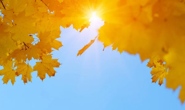 Hojas Otoño Cielo Sol — Foto de Stock