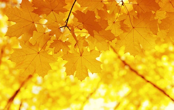  Bulanık doğa arka planında sonbahar yaprakları. Sığ odaklanma. Düştü..