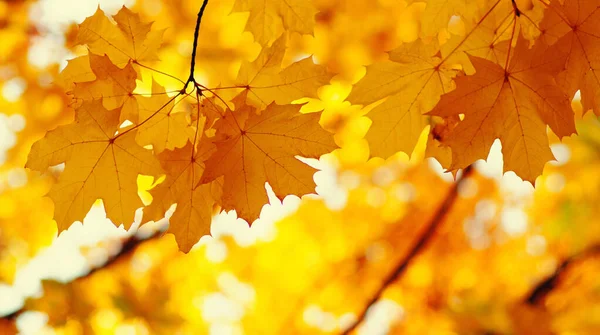 Der Herbst Blättert Der Sonne Verwischter Hintergrund — Stockfoto